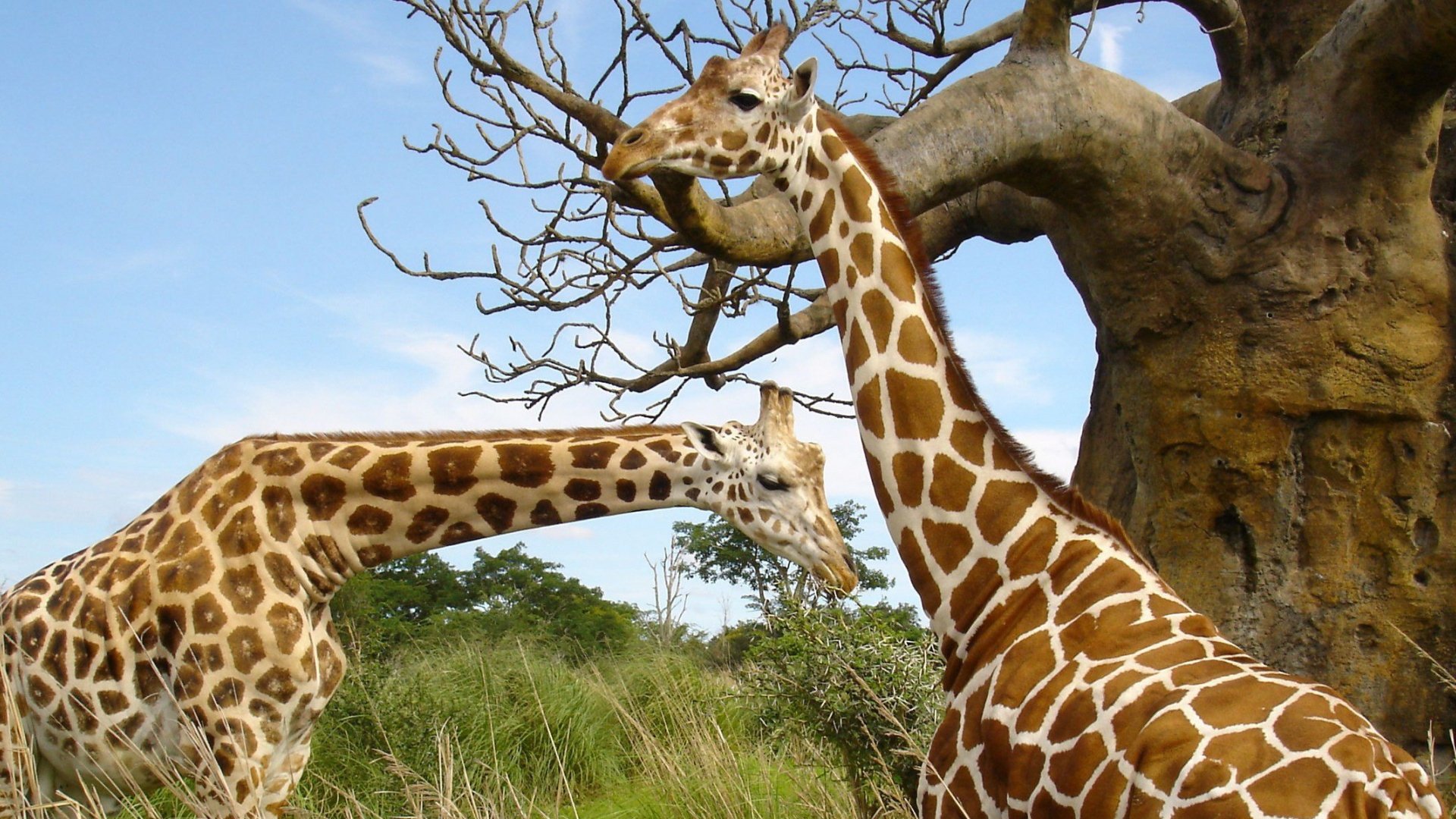 Обои Жираф, наземные животные, жирафовые, живая природа, сенокосное угодье в разрешении 1920x1080