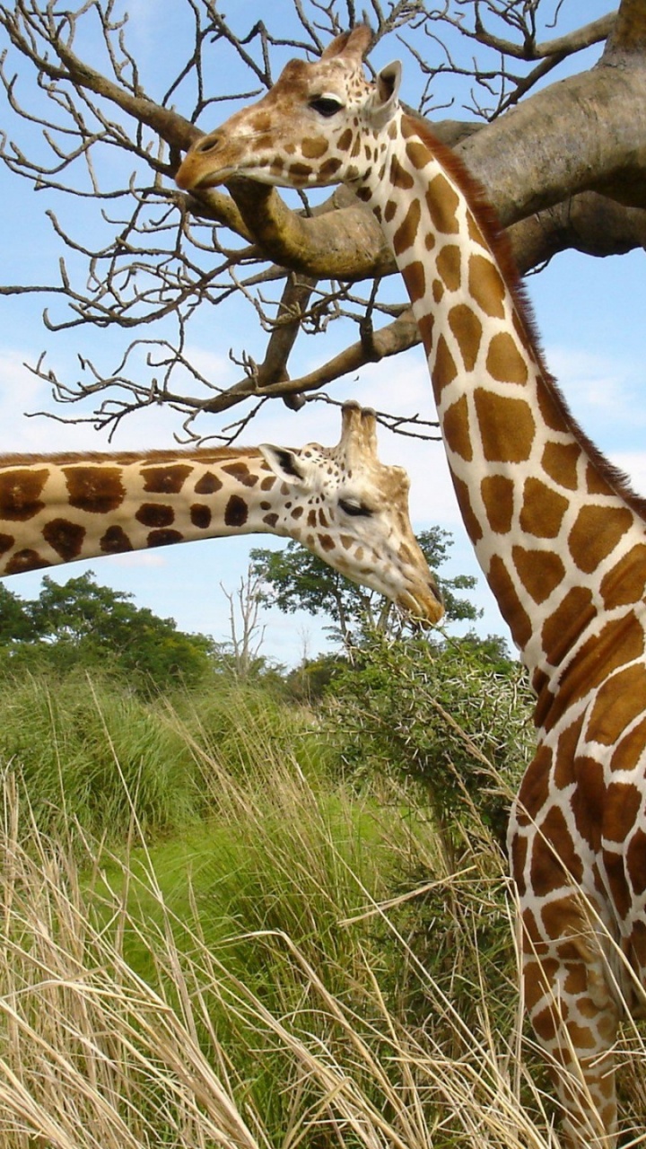 Обои Жираф, наземные животные, жирафовые, живая природа, сенокосное угодье в разрешении 720x1280