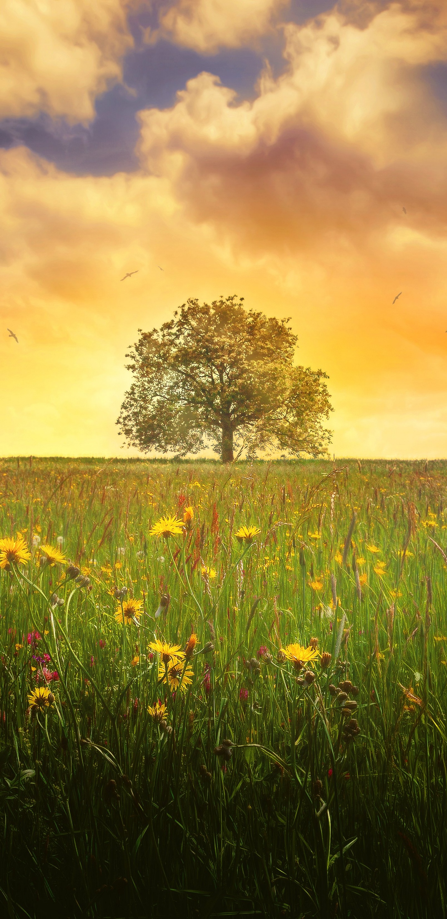 Обои пейзаж, пейзажная живопись, природа, луг, поле в разрешении 1440x2960