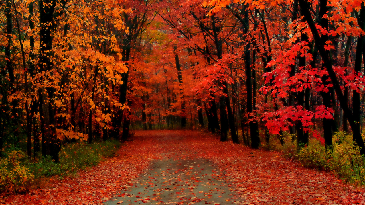 Обои осень, дерево, лист, природа, листопадные в разрешении 1280x720