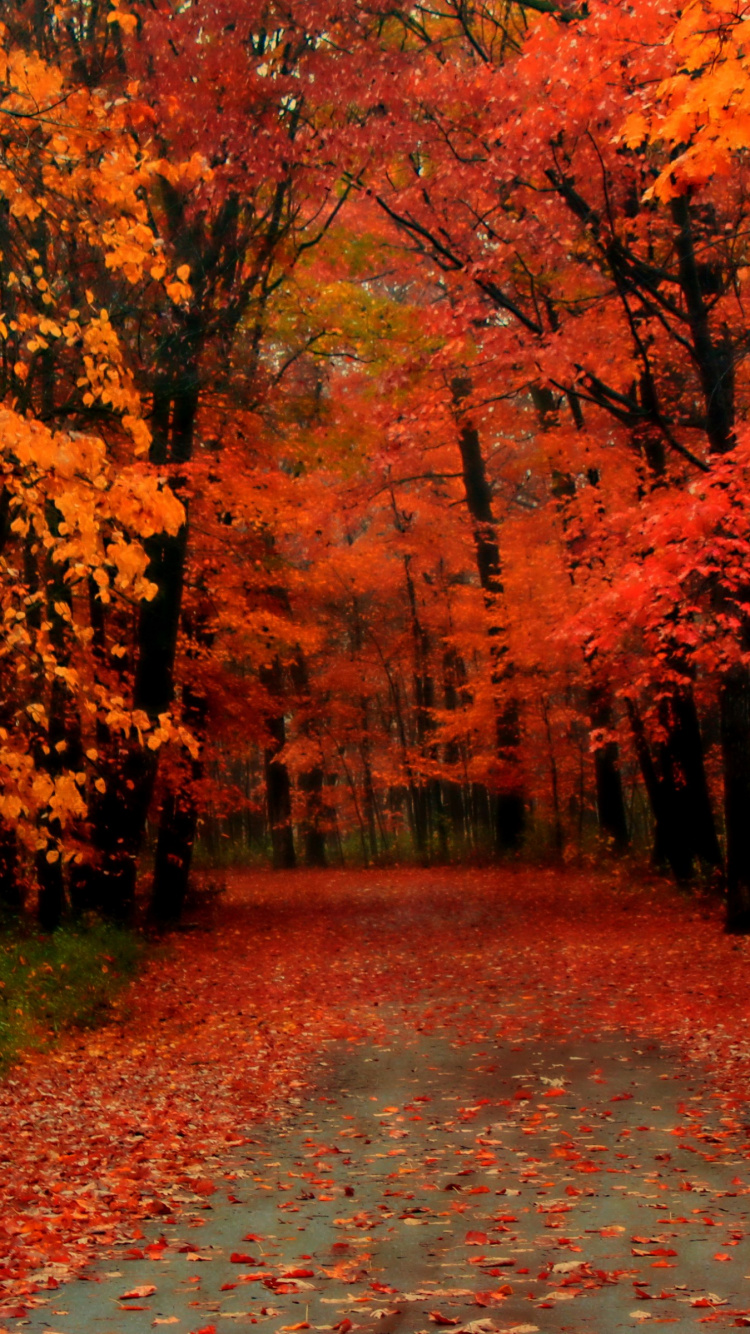 Обои осень, дерево, лист, природа, листопадные в разрешении 750x1334