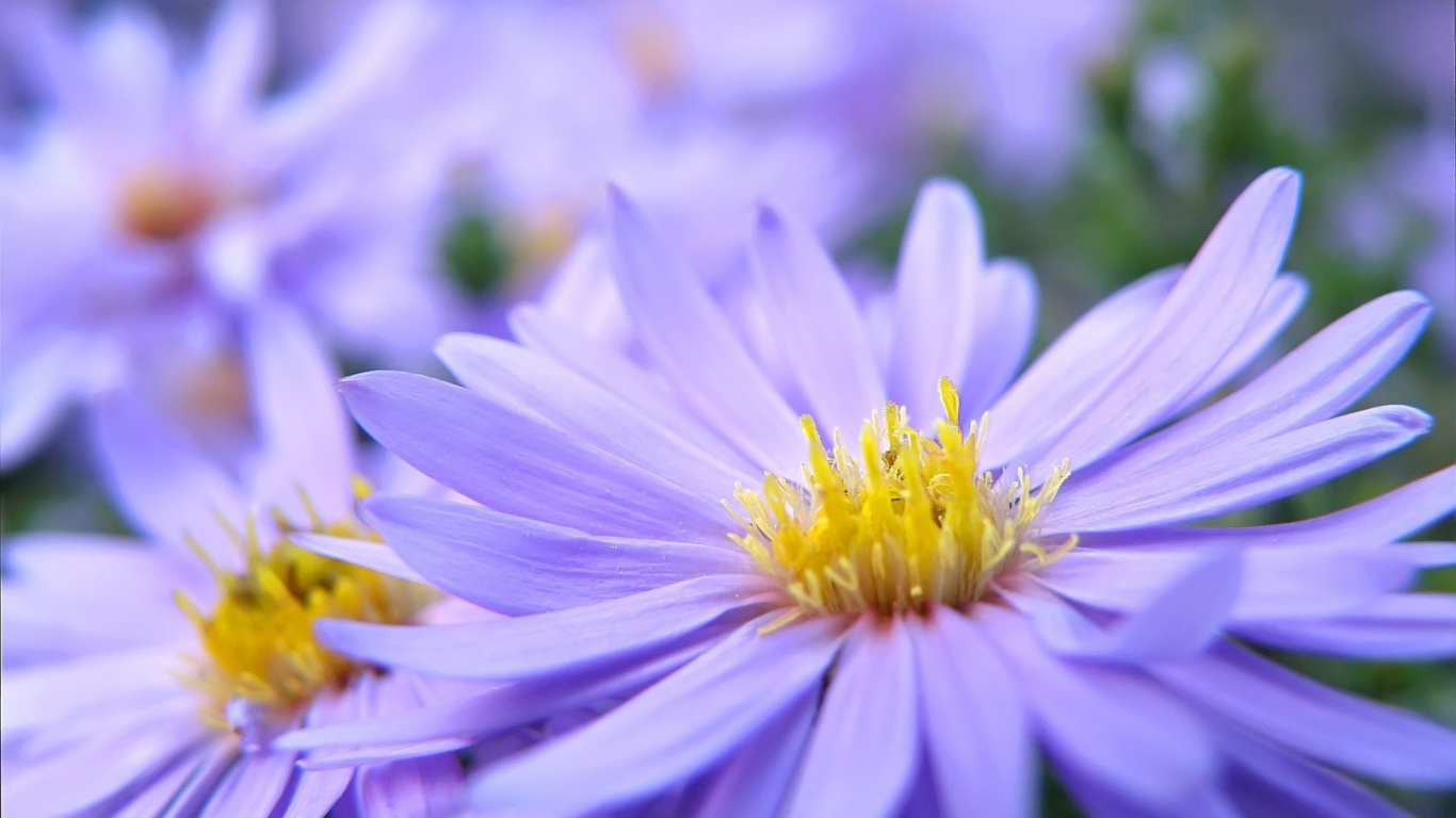 Обои лепесток, пурпур, растение, Астра, пыльца в разрешении 1366x768