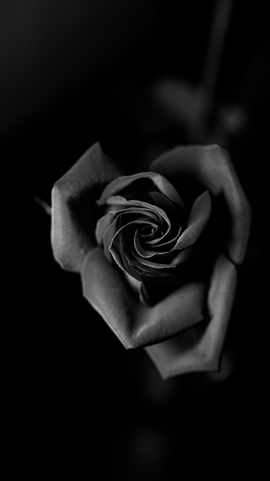 Обои Роза, черный, белые, монохромный, семья Роуз в разрешении 1080x1920