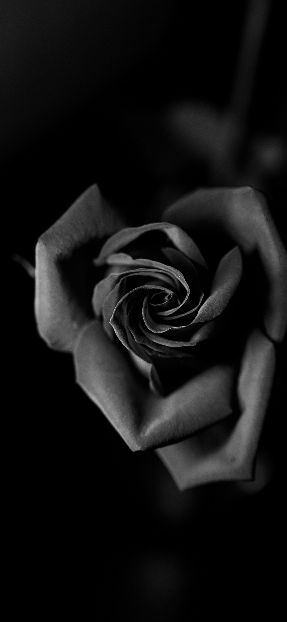 Обои Роза, черный, белые, монохромный, семья Роуз в разрешении 1125x2436
