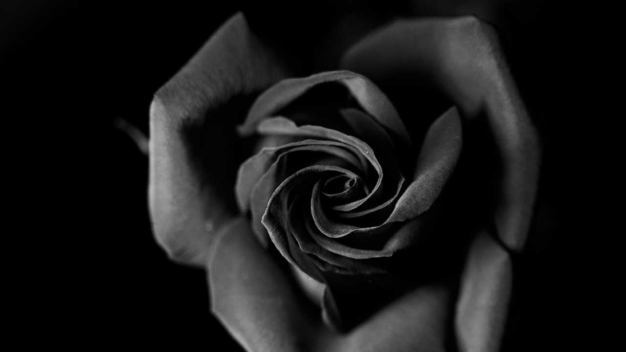 Обои Роза, черный, белые, монохромный, семья Роуз в разрешении 1280x720