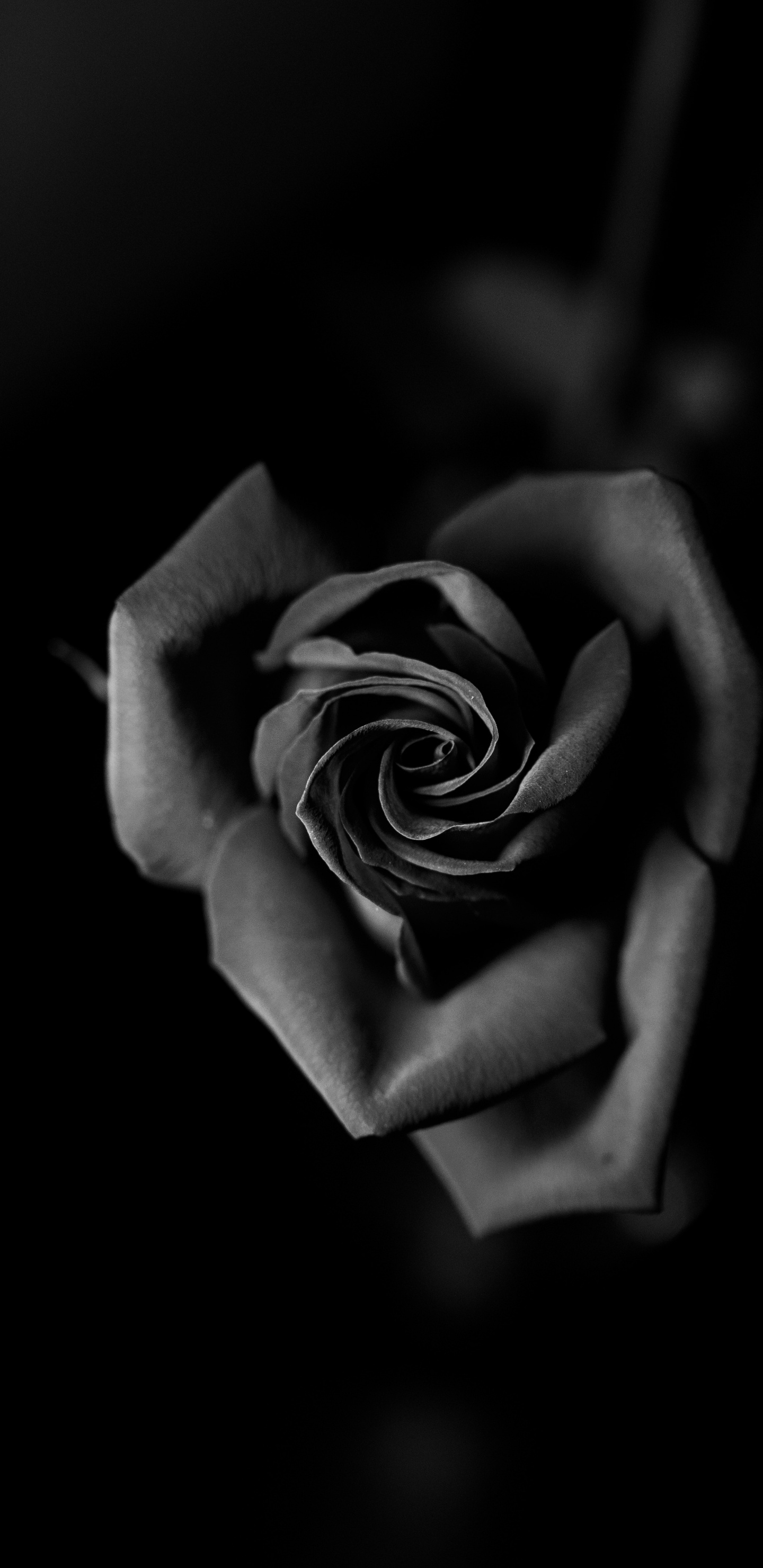 Обои Роза, черный, белые, монохромный, семья Роуз в разрешении 1440x2960