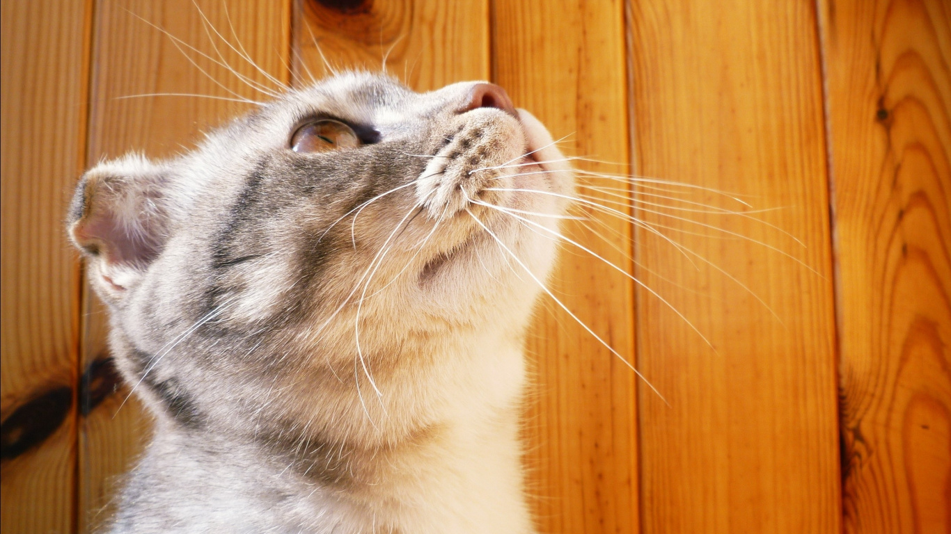 Обои кот, котенок, морда, нос, регдолл в разрешении 1366x768