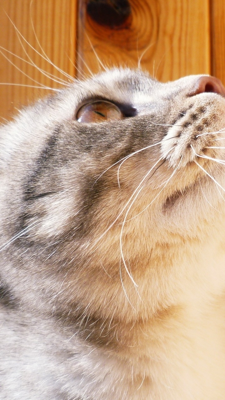 Обои кот, котенок, морда, нос, регдолл в разрешении 720x1280