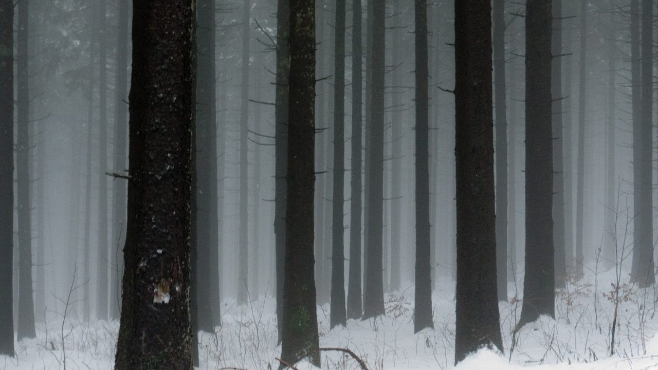 Обои дерево, снег, лес, зима, биом в разрешении 1280x720