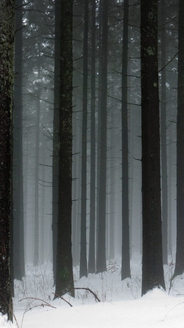 Обои дерево, снег, лес, зима, биом в разрешении 720x1280