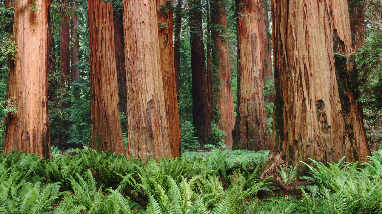 Обои дерево, лес, растительность, роща, древесина в разрешении 1280x720