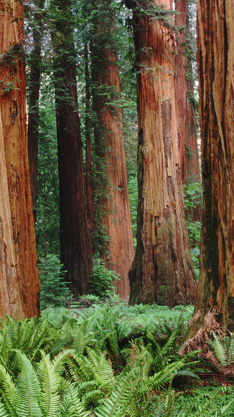 Обои дерево, лес, растительность, роща, древесина в разрешении 750x1334