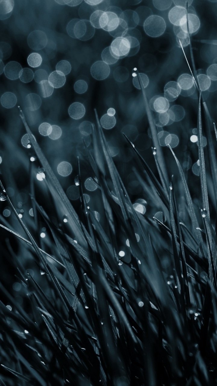 Обои вода, черный, влага, роса, падение в разрешении 720x1280