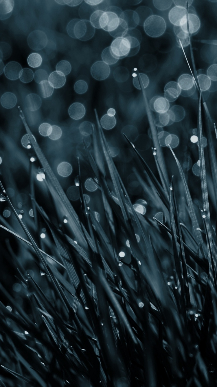 Обои вода, черный, влага, роса, падение в разрешении 750x1334