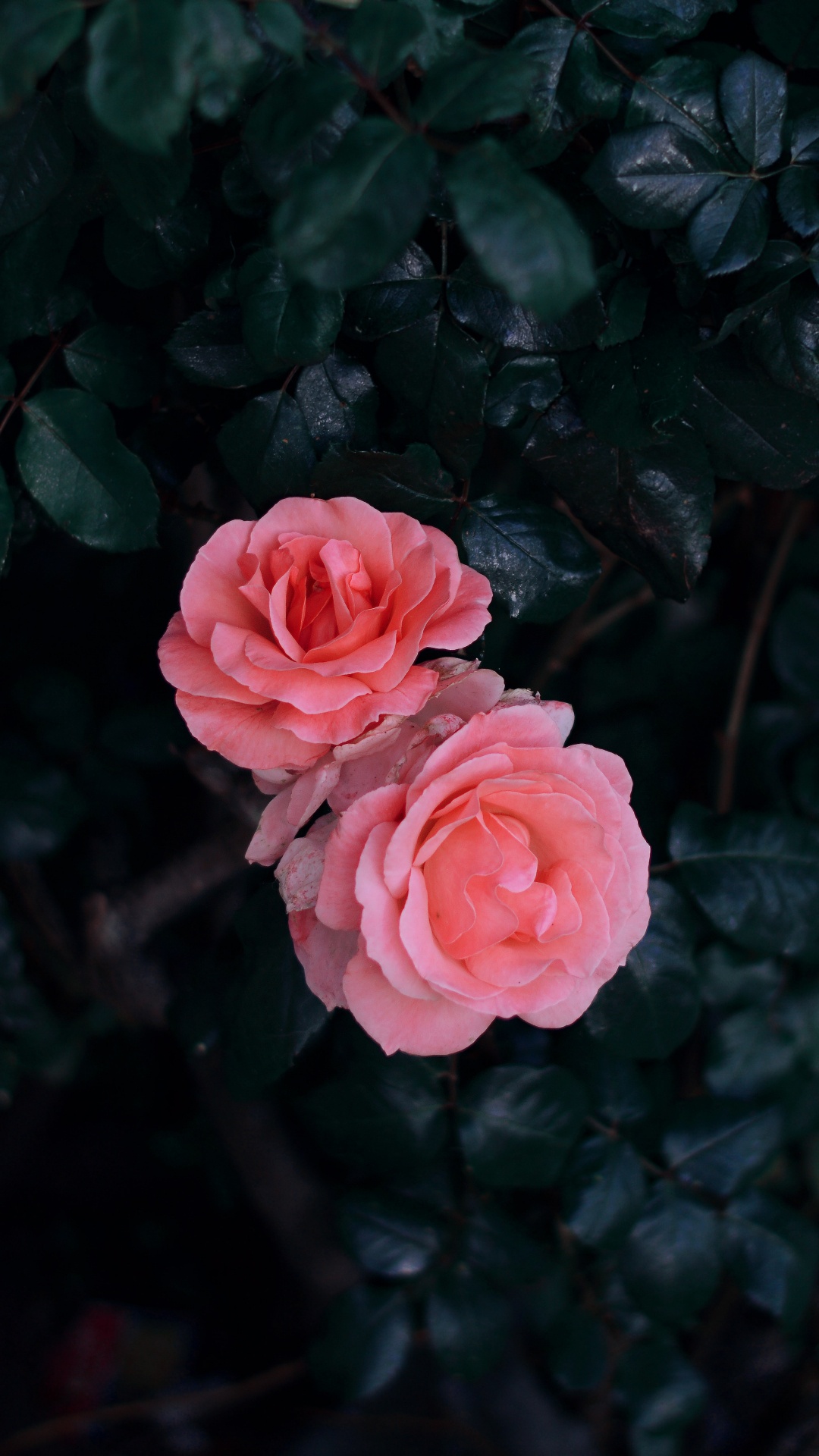 Обои цветок, Роза, красный цвет, розовый, сад роз в разрешении 1080x1920