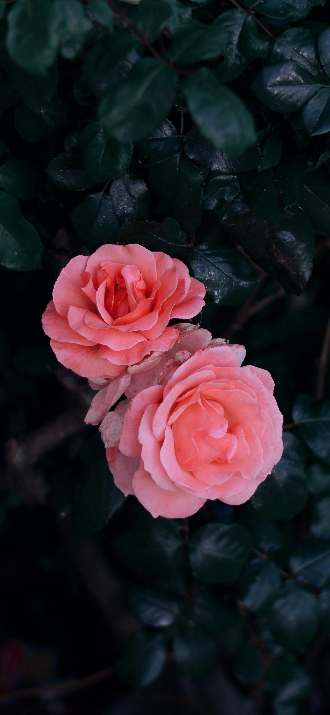 Обои цветок, Роза, красный цвет, розовый, сад роз в разрешении 1125x2436
