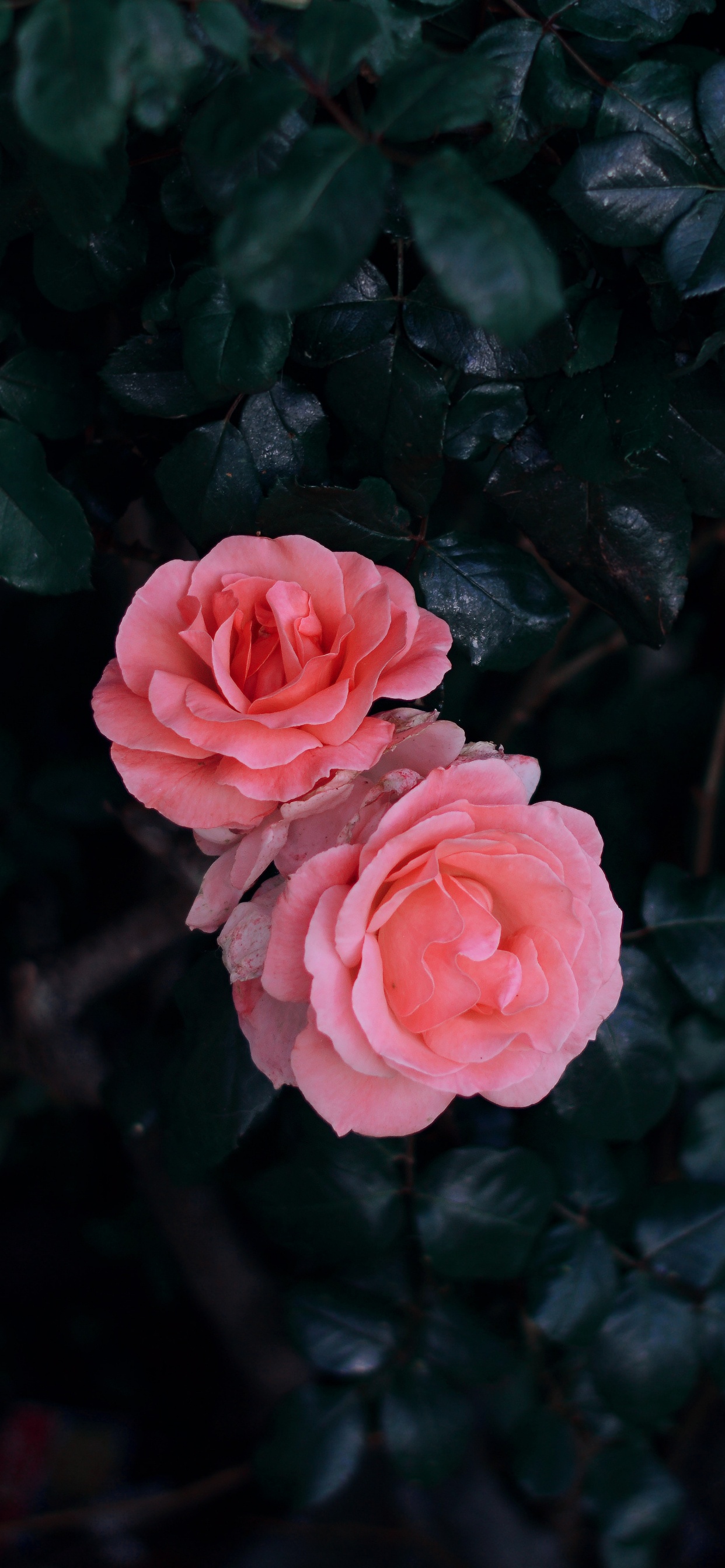 Обои цветок, Роза, красный цвет, розовый, сад роз в разрешении 1242x2688
