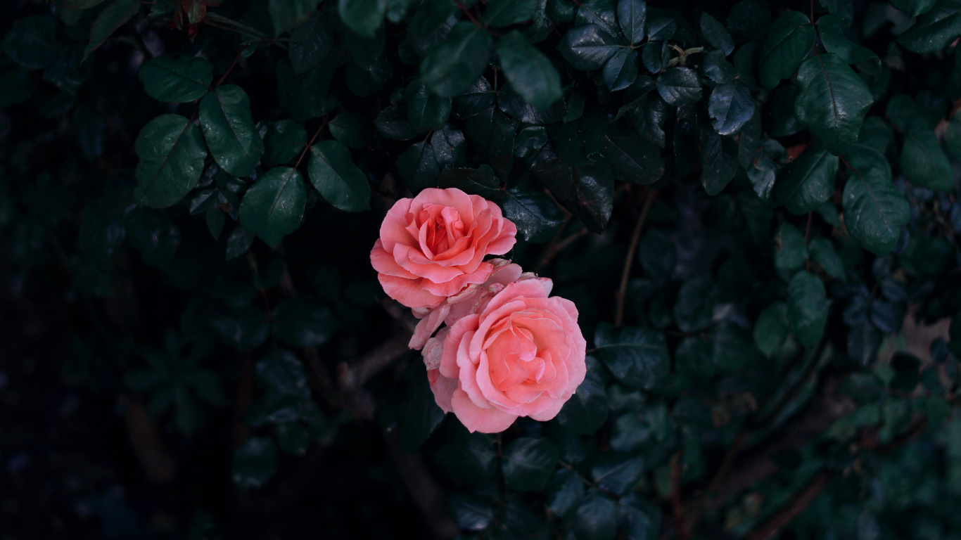 Обои цветок, Роза, красный цвет, розовый, сад роз в разрешении 1366x768