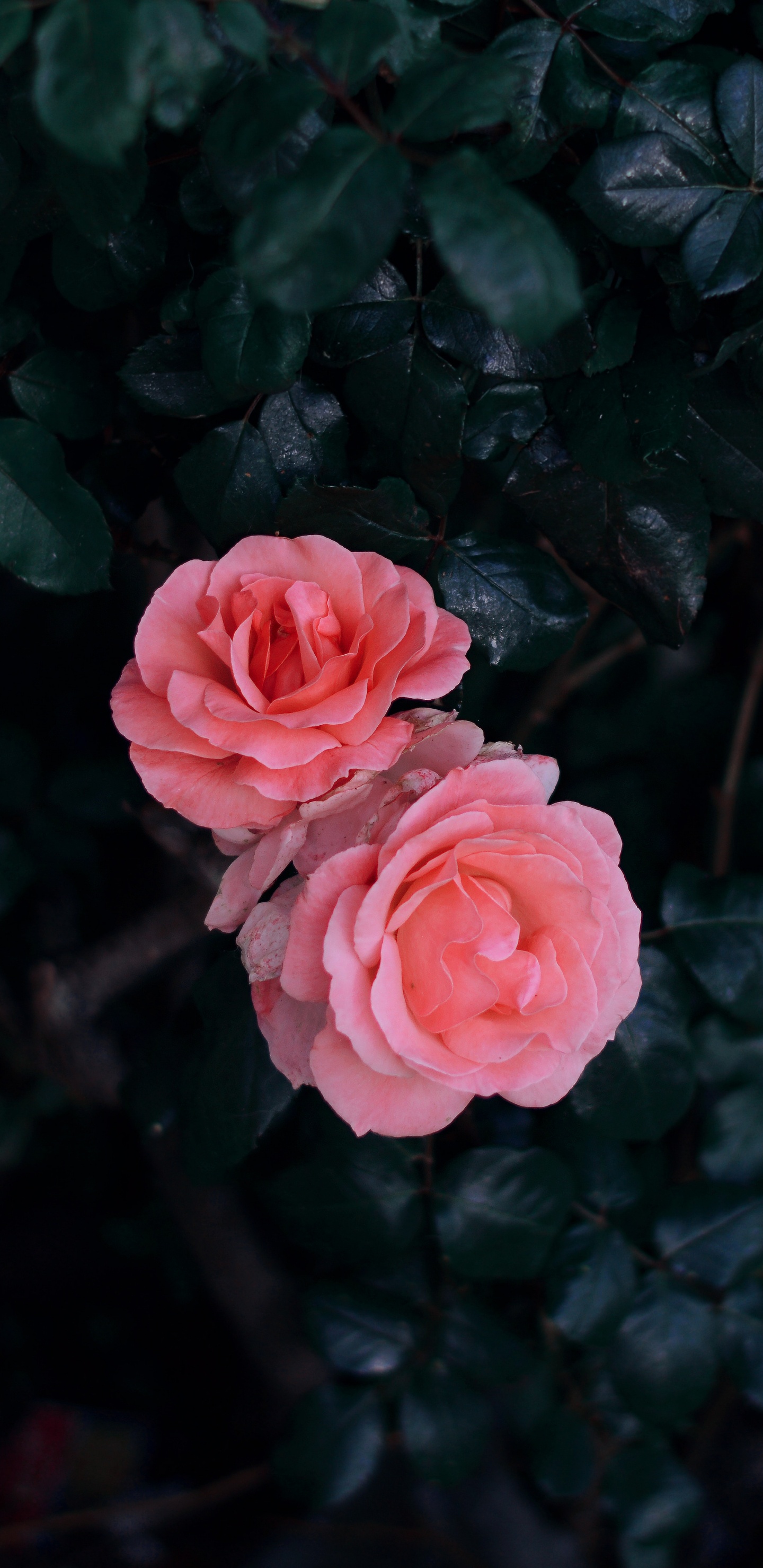 Обои цветок, Роза, красный цвет, розовый, сад роз в разрешении 1440x2960