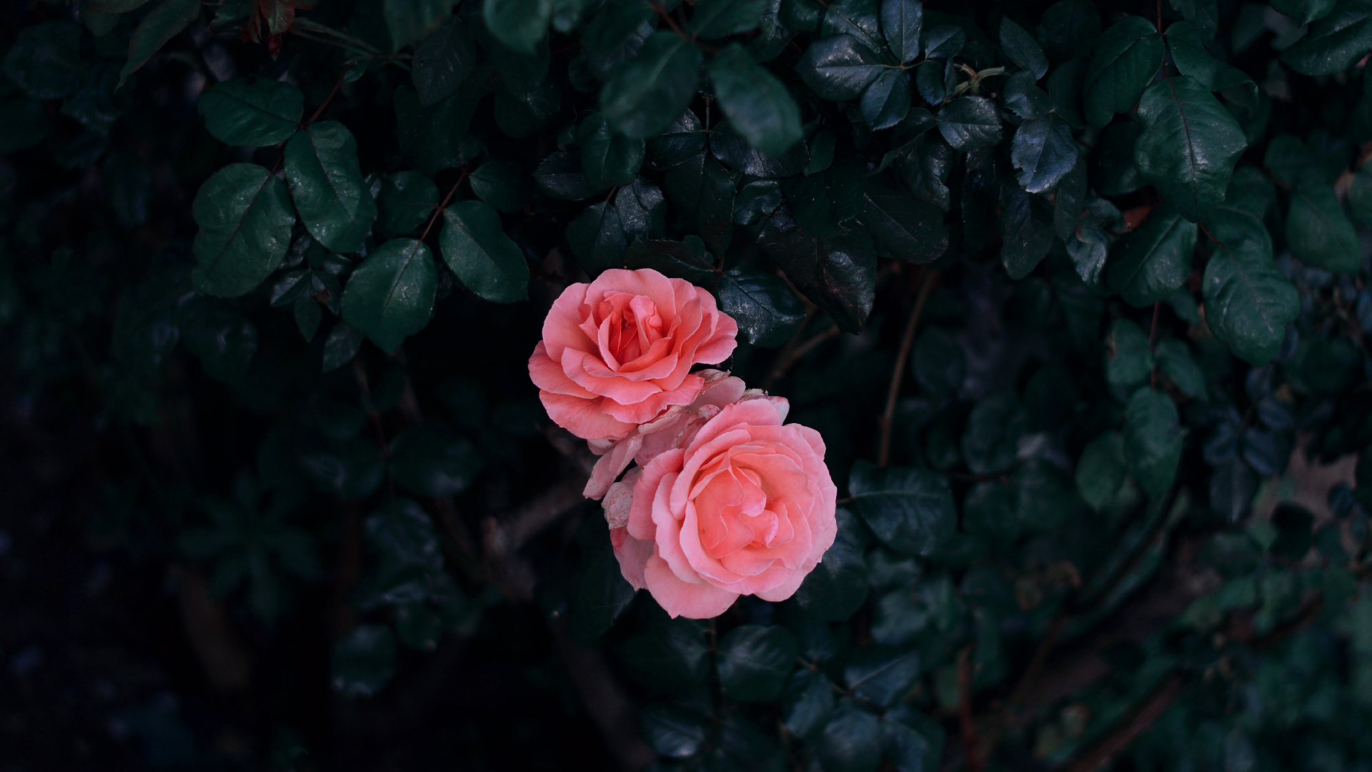 Обои цветок, Роза, красный цвет, розовый, сад роз в разрешении 1920x1080