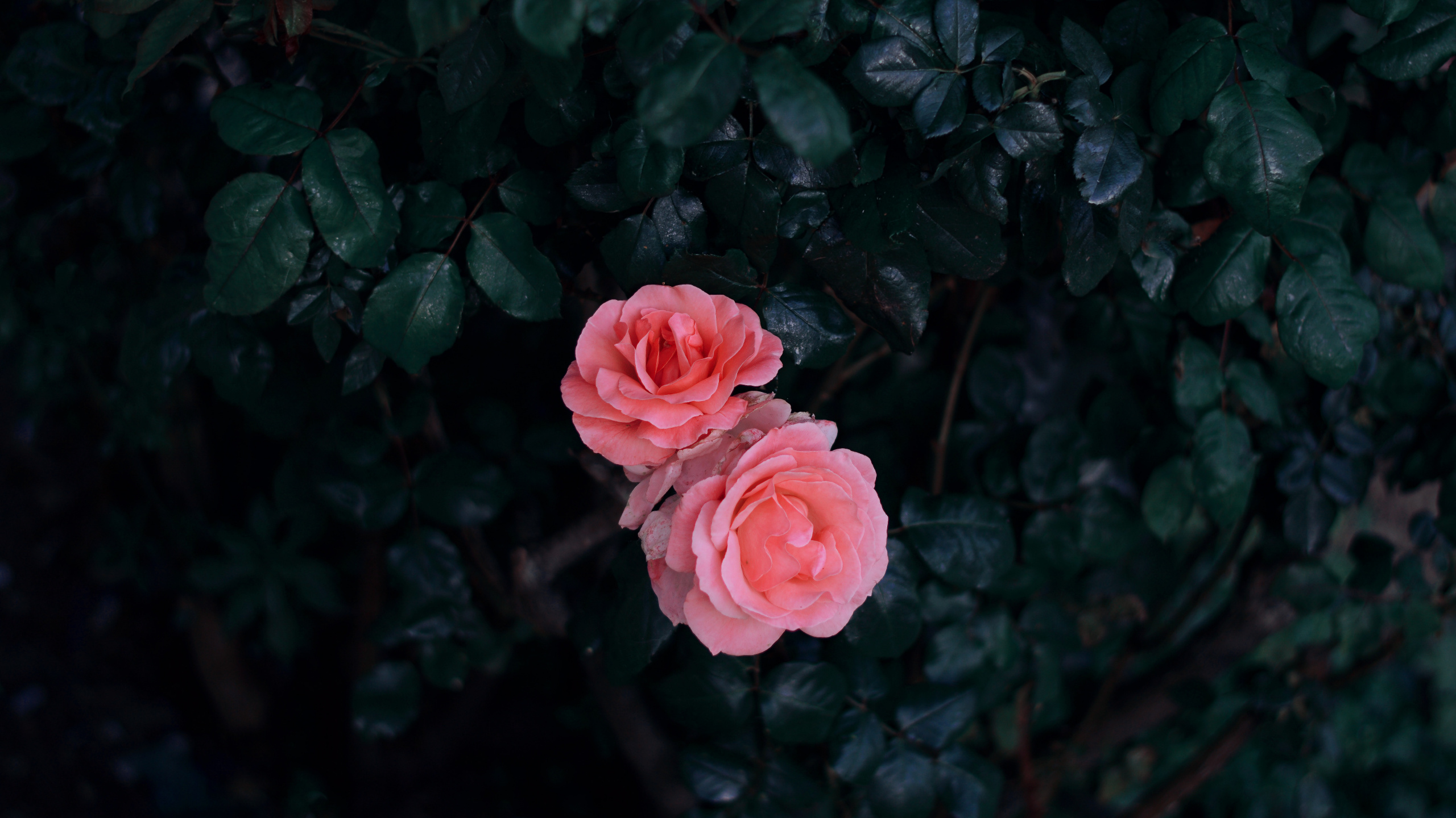 Обои цветок, Роза, красный цвет, розовый, сад роз в разрешении 2560x1440