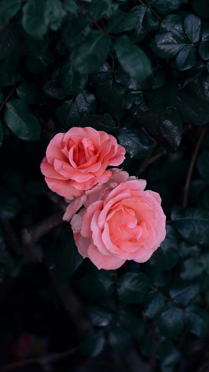 Обои цветок, Роза, красный цвет, розовый, сад роз в разрешении 720x1280
