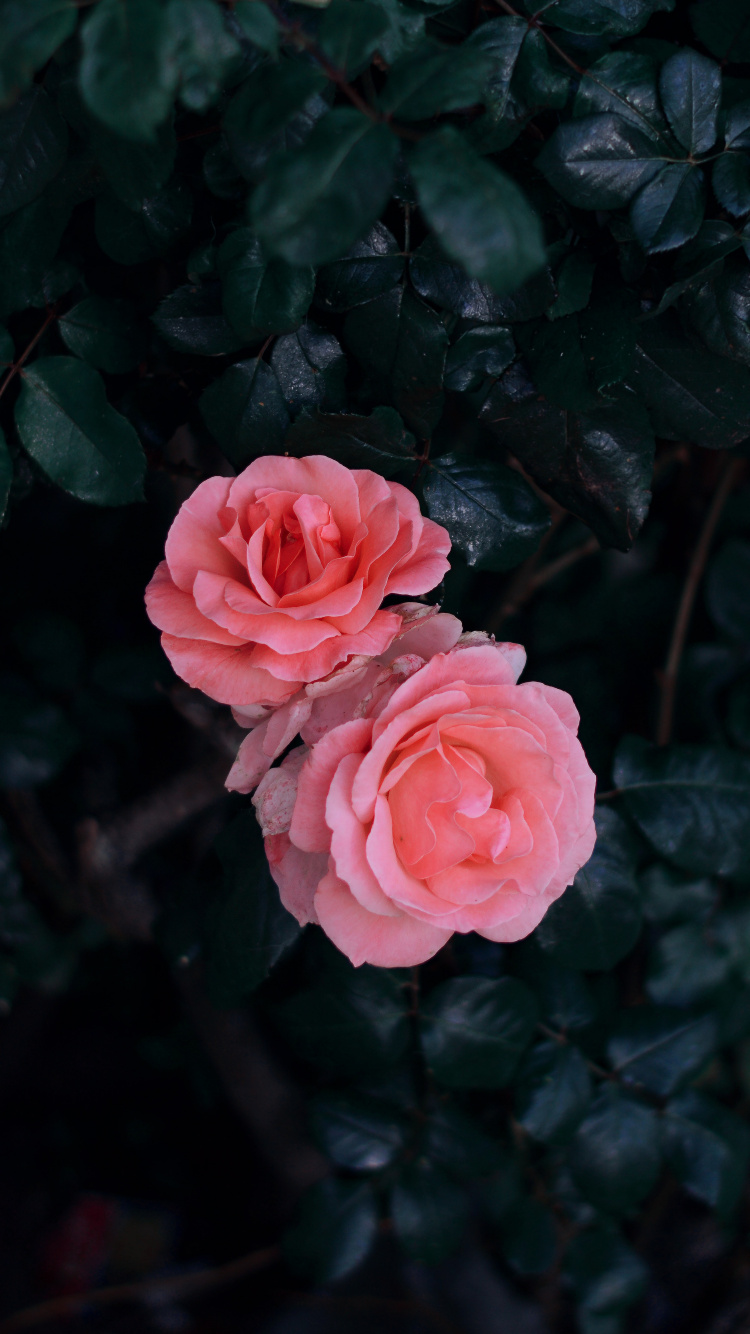 Обои цветок, Роза, красный цвет, розовый, сад роз в разрешении 750x1334