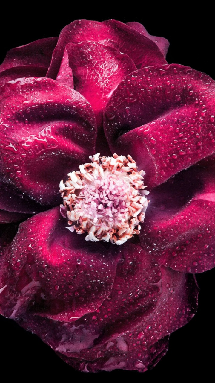 Обои цветок, бордовые, черный, пурпур, розовый в разрешении 720x1280