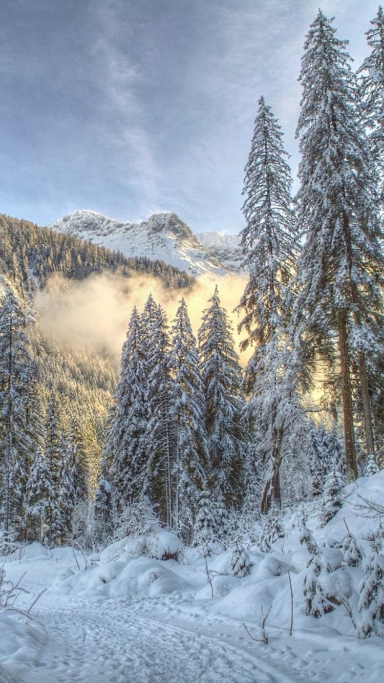 Обои зима, снег, дерево, замораживание, дикая местность в разрешении 750x1334