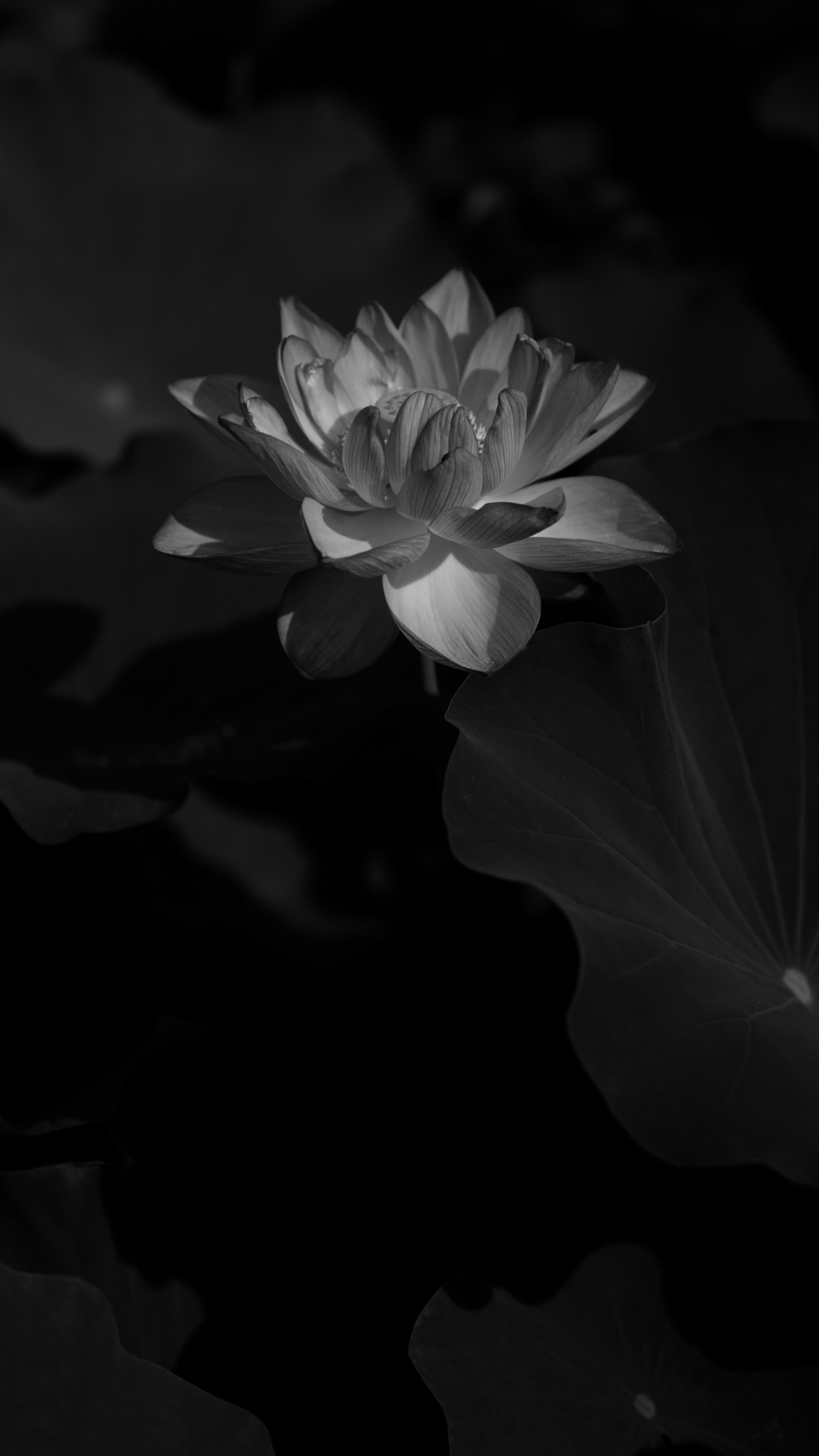 Обои цветок, черный, природа, белые, лепесток в разрешении 1080x1920