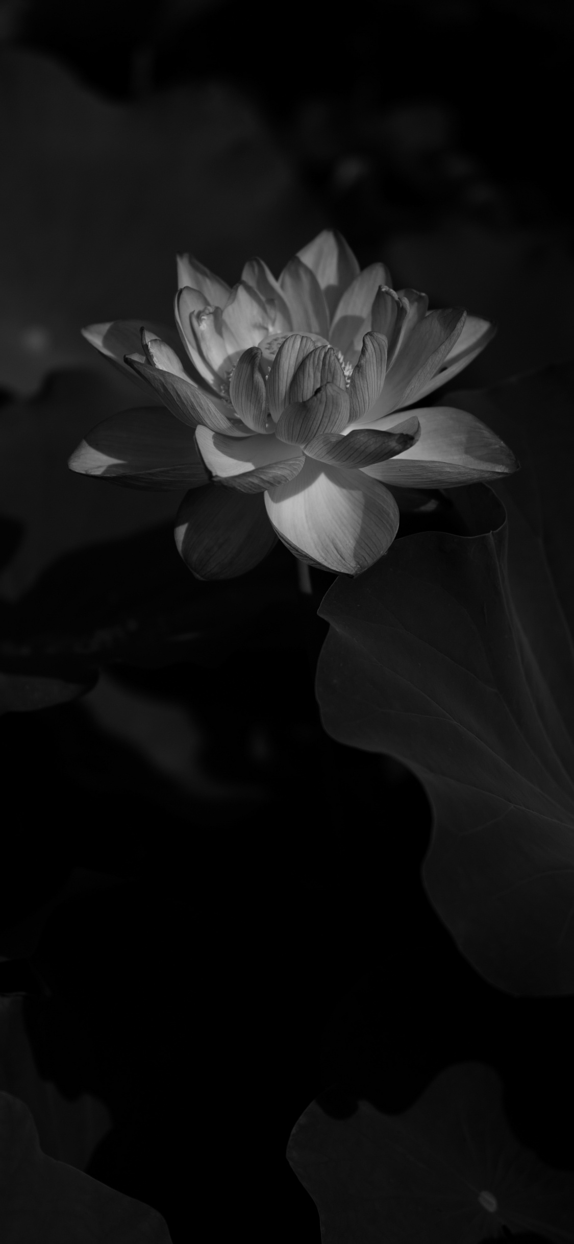 Обои цветок, черный, природа, белые, лепесток в разрешении 1125x2436