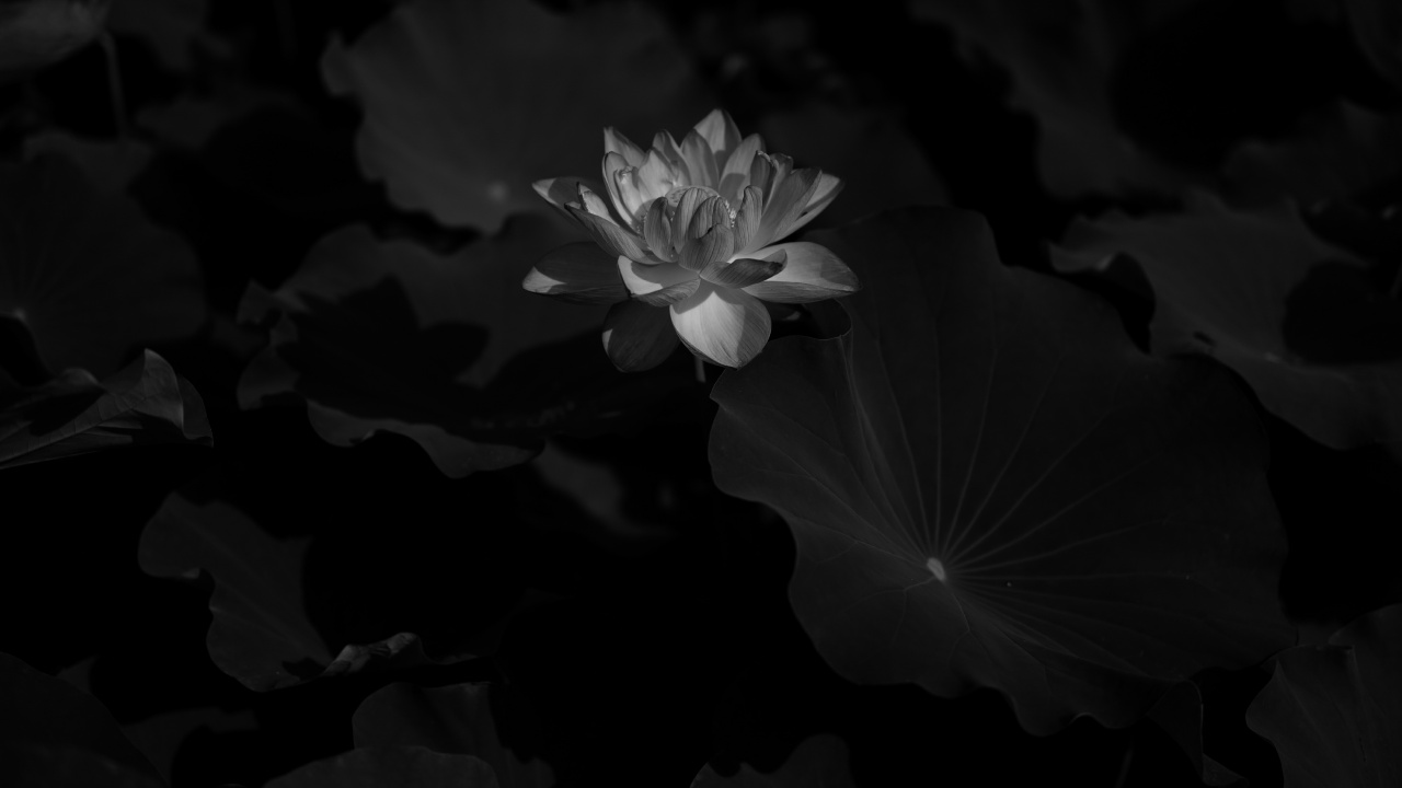 Обои цветок, черный, природа, белые, лепесток в разрешении 1280x720