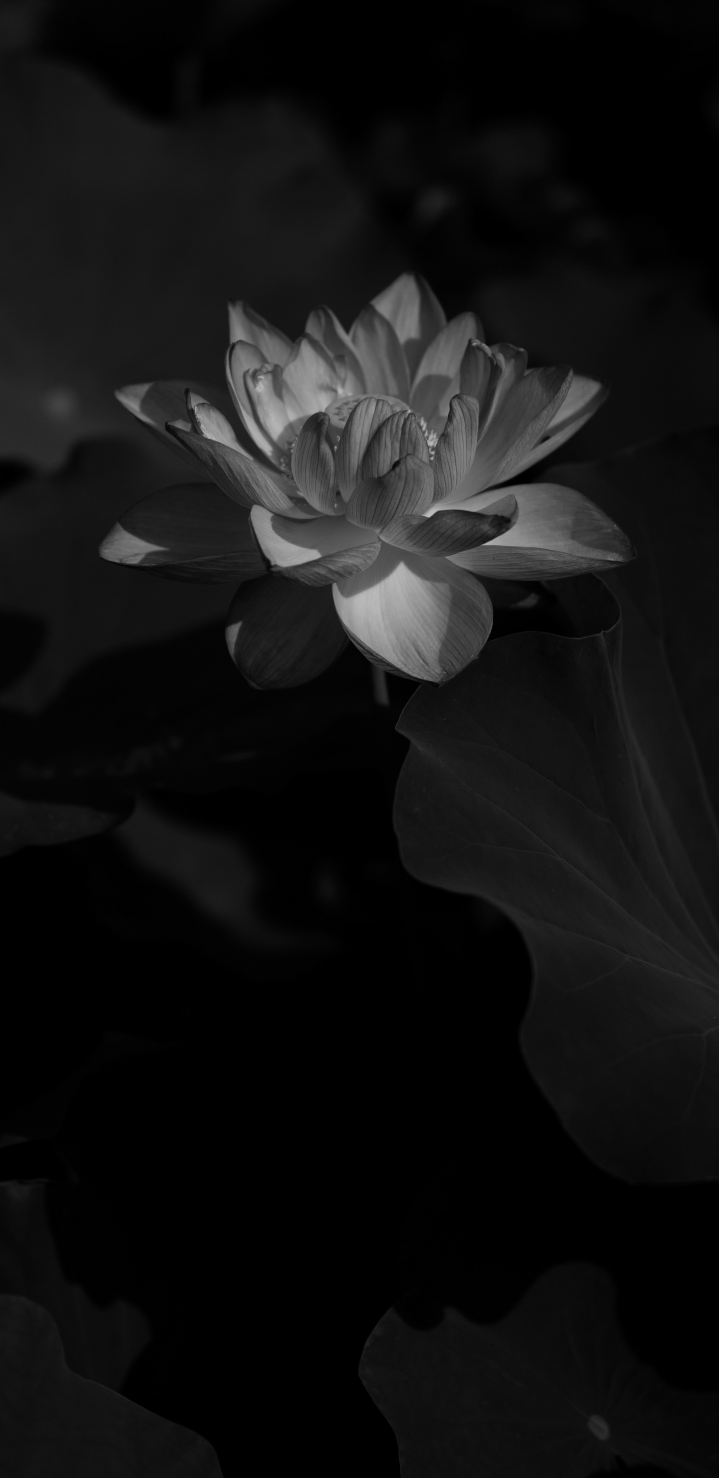 Обои цветок, черный, природа, белые, лепесток в разрешении 1440x2960