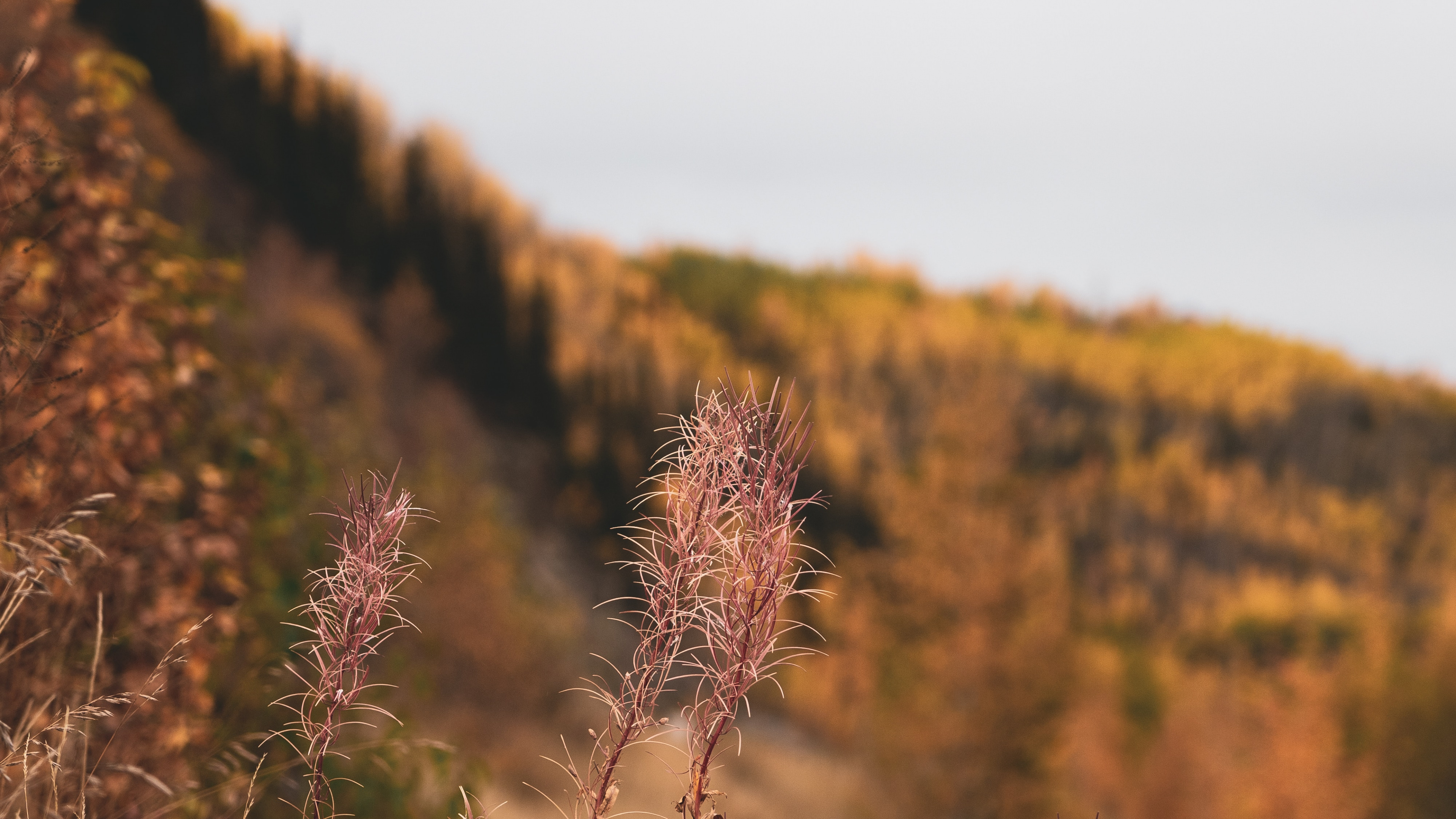 Обои природа, растительность, природный ландшафт, лист, дикая местность в разрешении 3840x2160