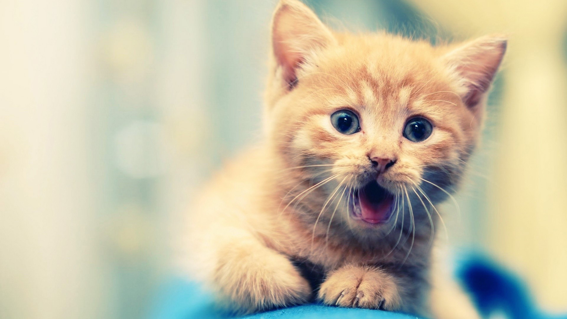 Обои кот, бакенбарды, кошачьих, котенок, кожа в разрешении 1920x1080