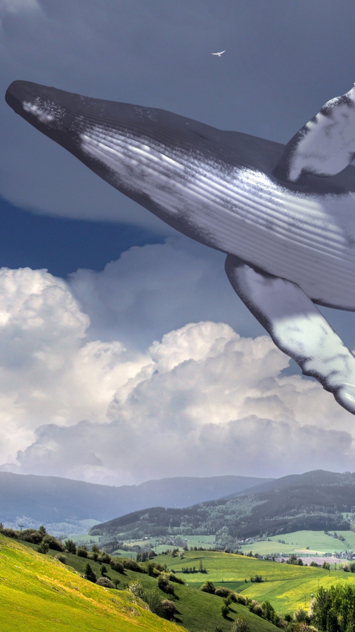 Обои сюрреализм, облако, зеленый, птица, природа в разрешении 720x1280