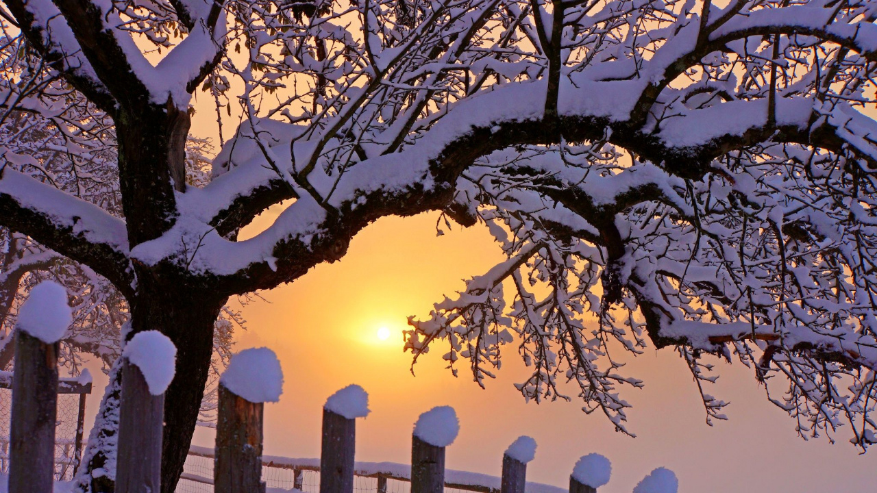 Обои природа, закат, снег, зима, дерево в разрешении 1280x720