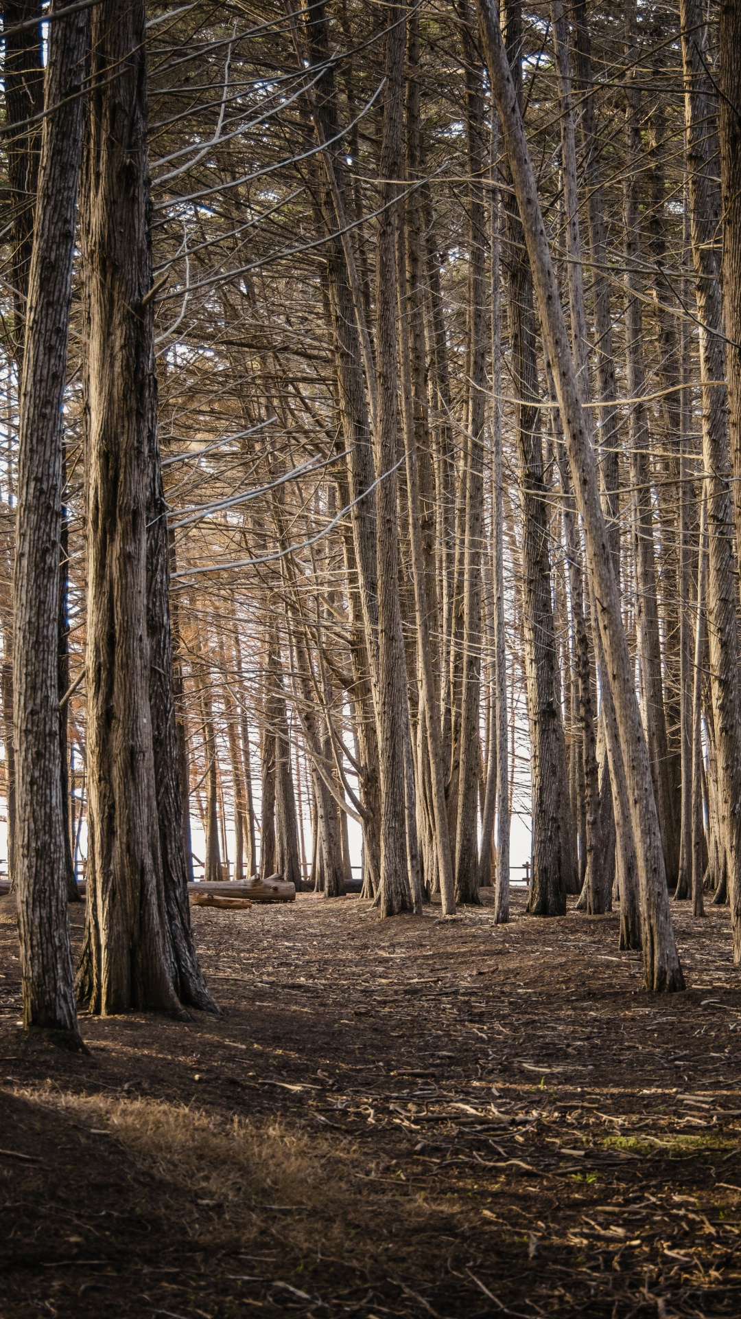 Обои лесистая местность, дерево, графика, древесина, природный ландшафт в разрешении 1080x1920