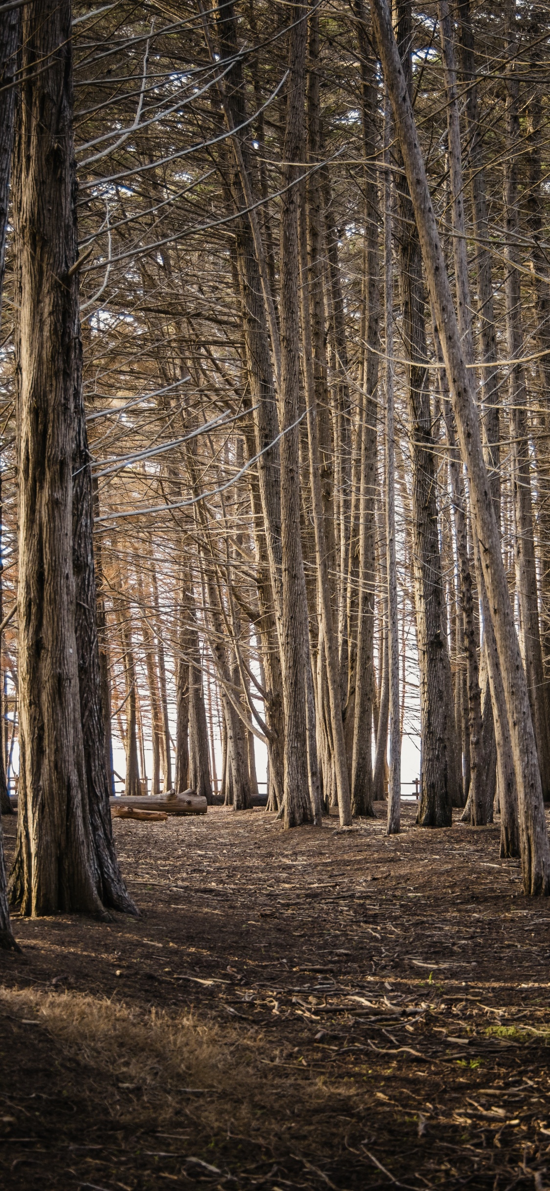 Обои лесистая местность, дерево, графика, древесина, природный ландшафт в разрешении 1125x2436