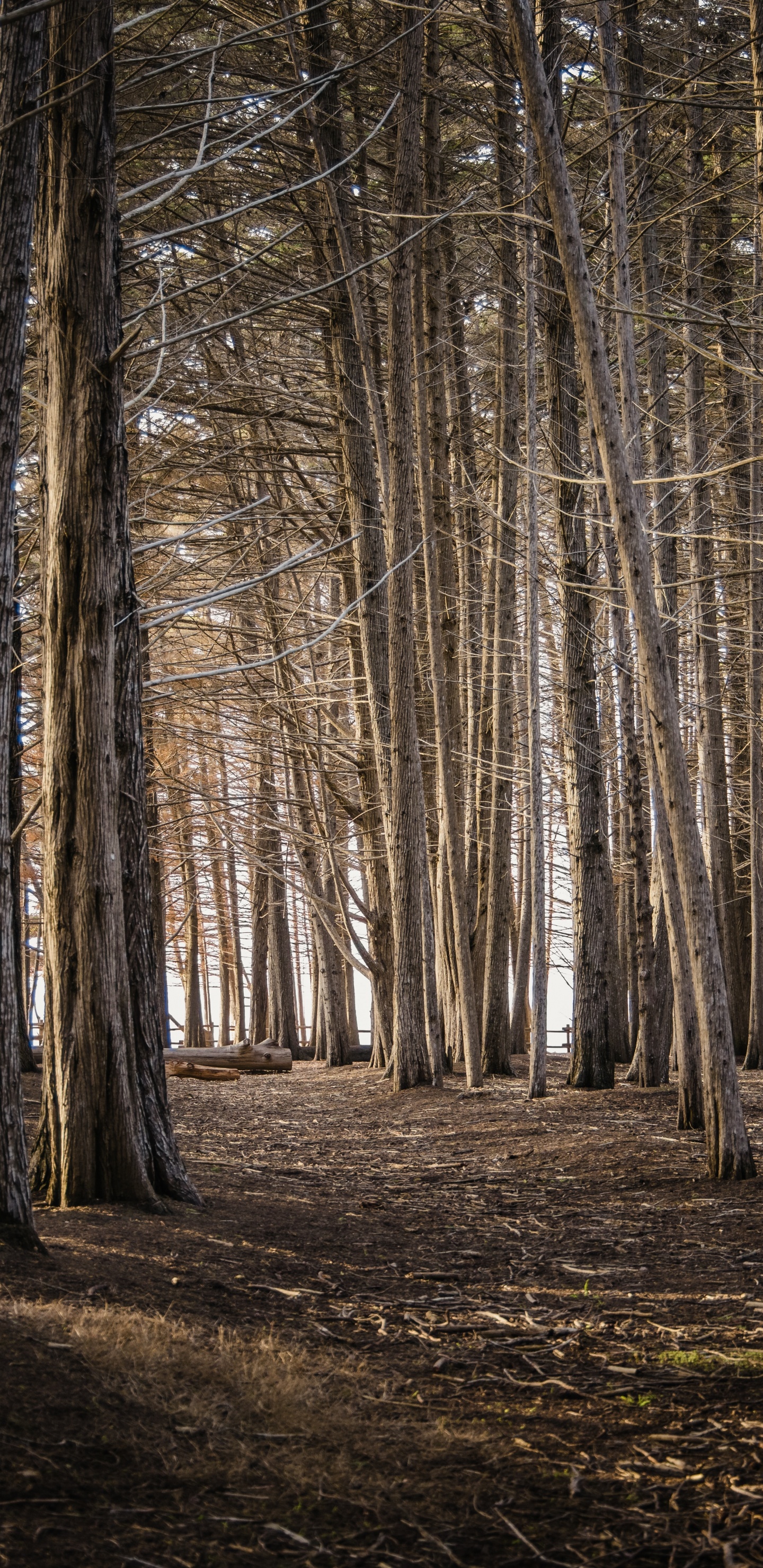 Обои лесистая местность, дерево, графика, древесина, природный ландшафт в разрешении 1440x2960
