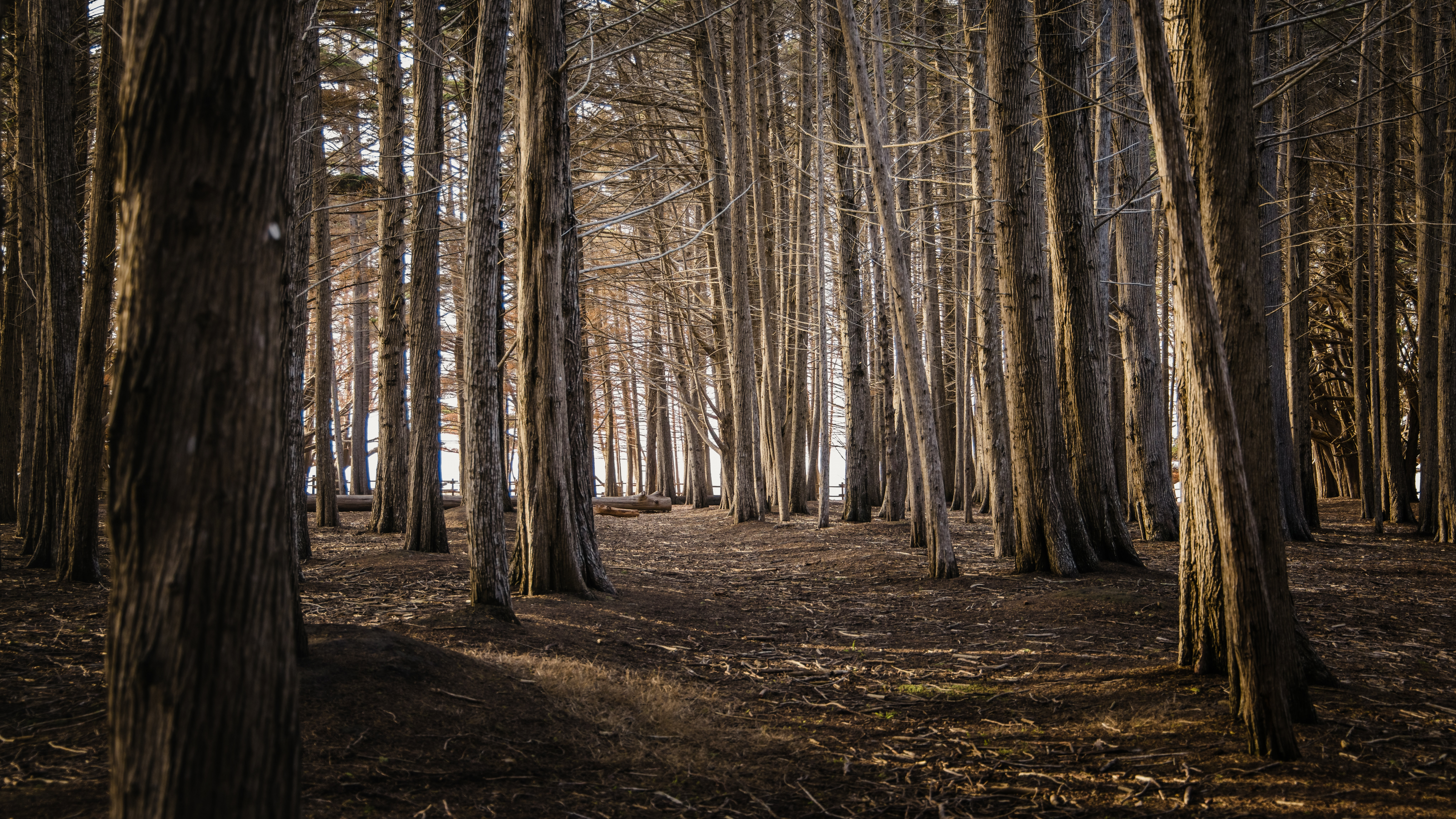 Обои лесистая местность, дерево, графика, древесина, природный ландшафт в разрешении 7680x4320