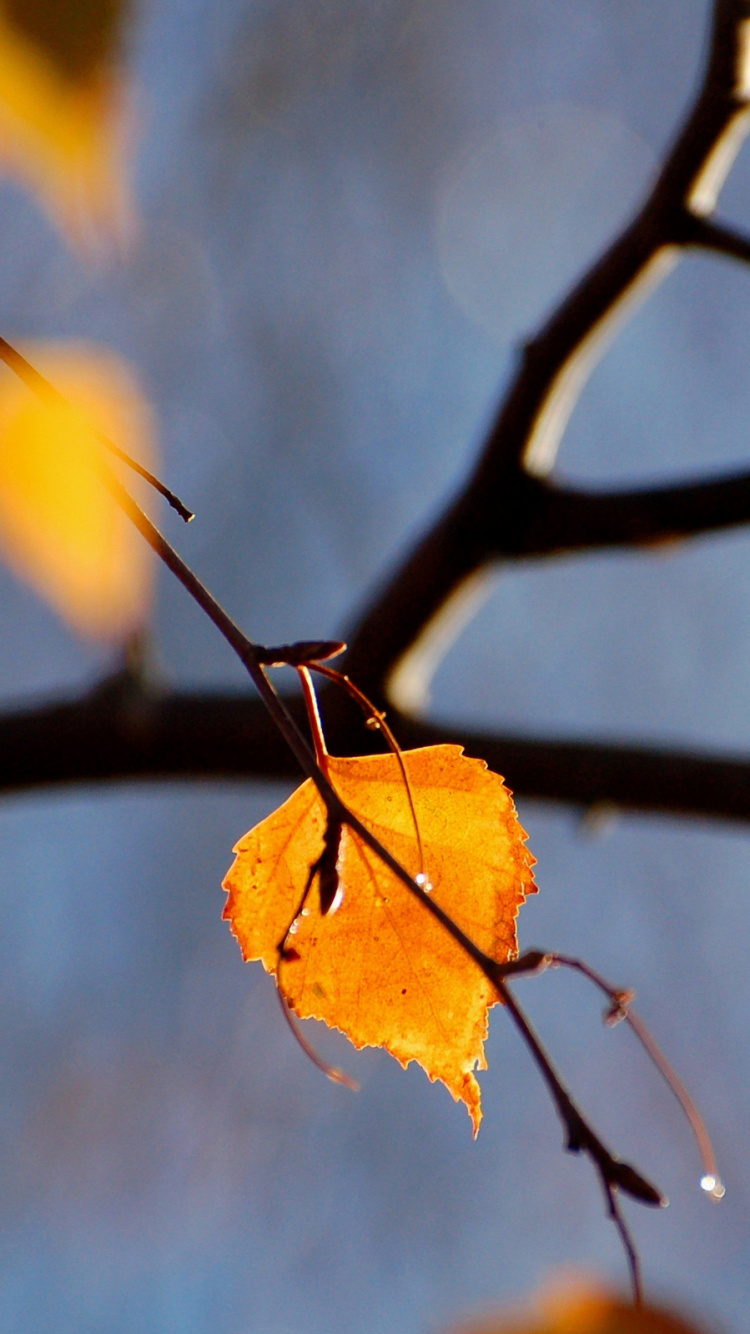 Обои лист, ветвь, прут, осень, листопадные в разрешении 750x1334
