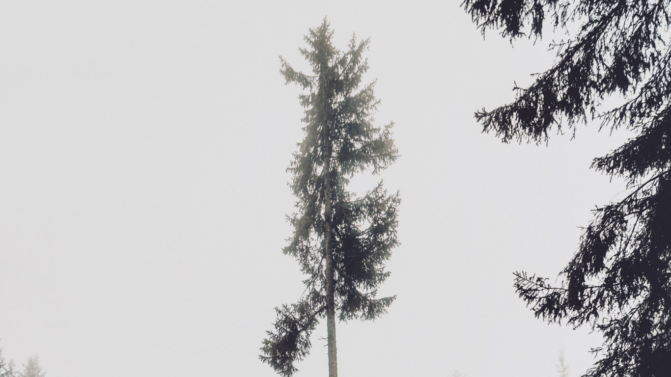 Обои дерево, сосна, Хвойные, белая сосна, дымка в разрешении 1366x768