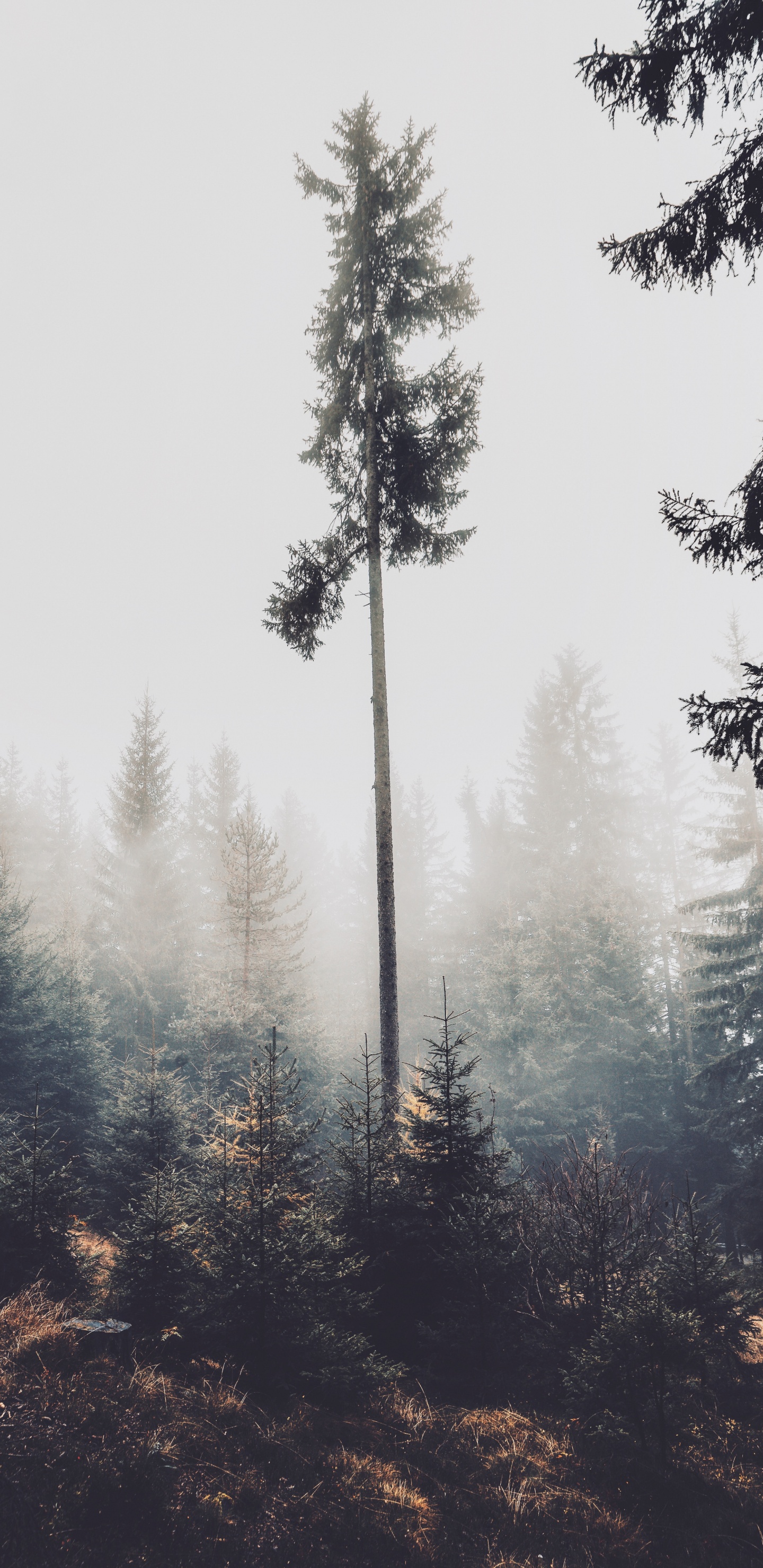 Обои дерево, сосна, Хвойные, белая сосна, дымка в разрешении 1440x2960