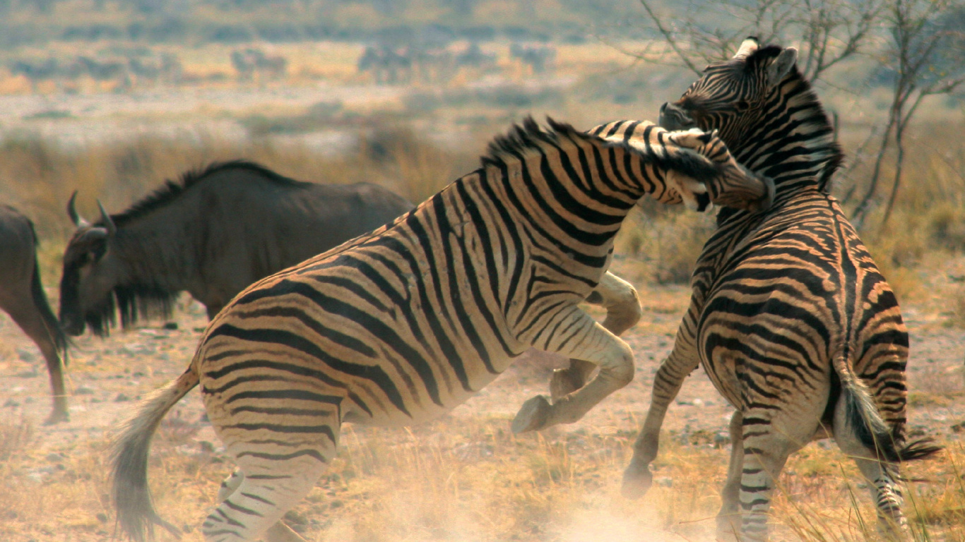 Обои Национальный Парк Чобе, водопад Виктория, зебра, наземные животные, живая природа в разрешении 1366x768