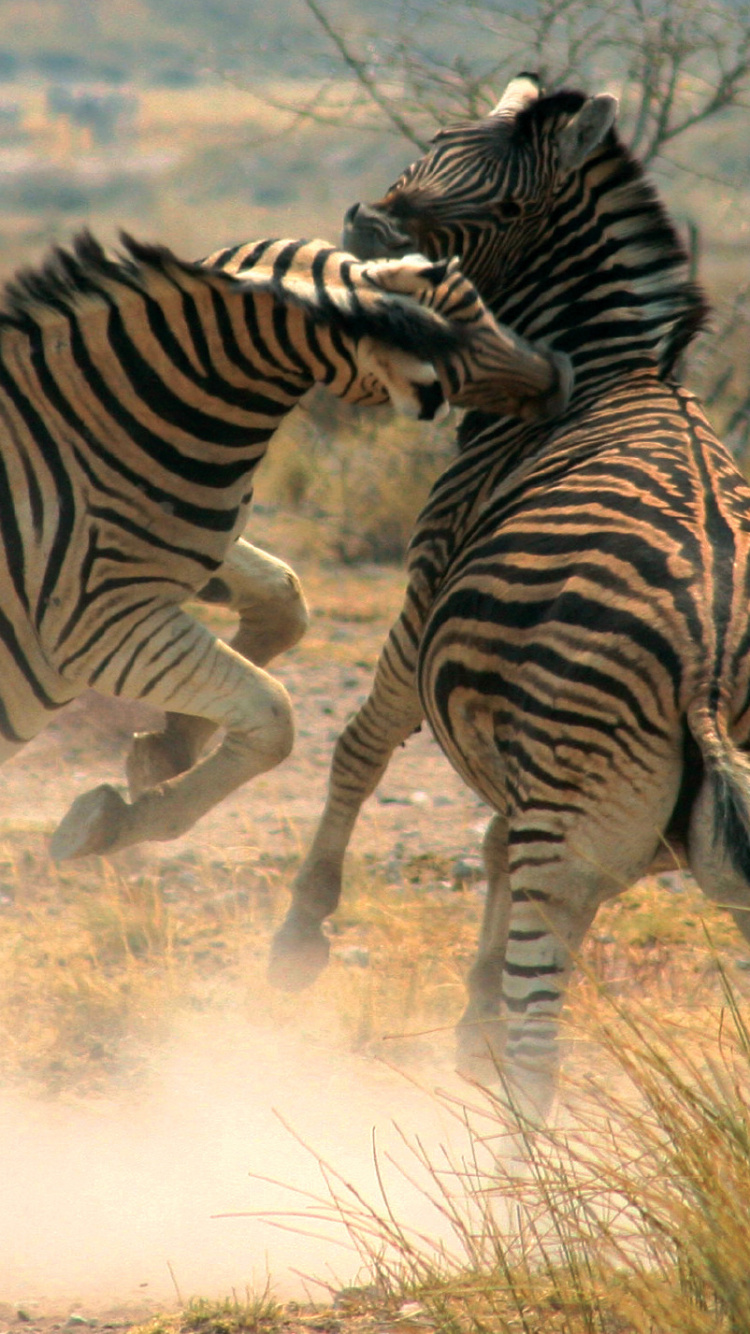 Обои Национальный Парк Чобе, водопад Виктория, зебра, наземные животные, живая природа в разрешении 750x1334