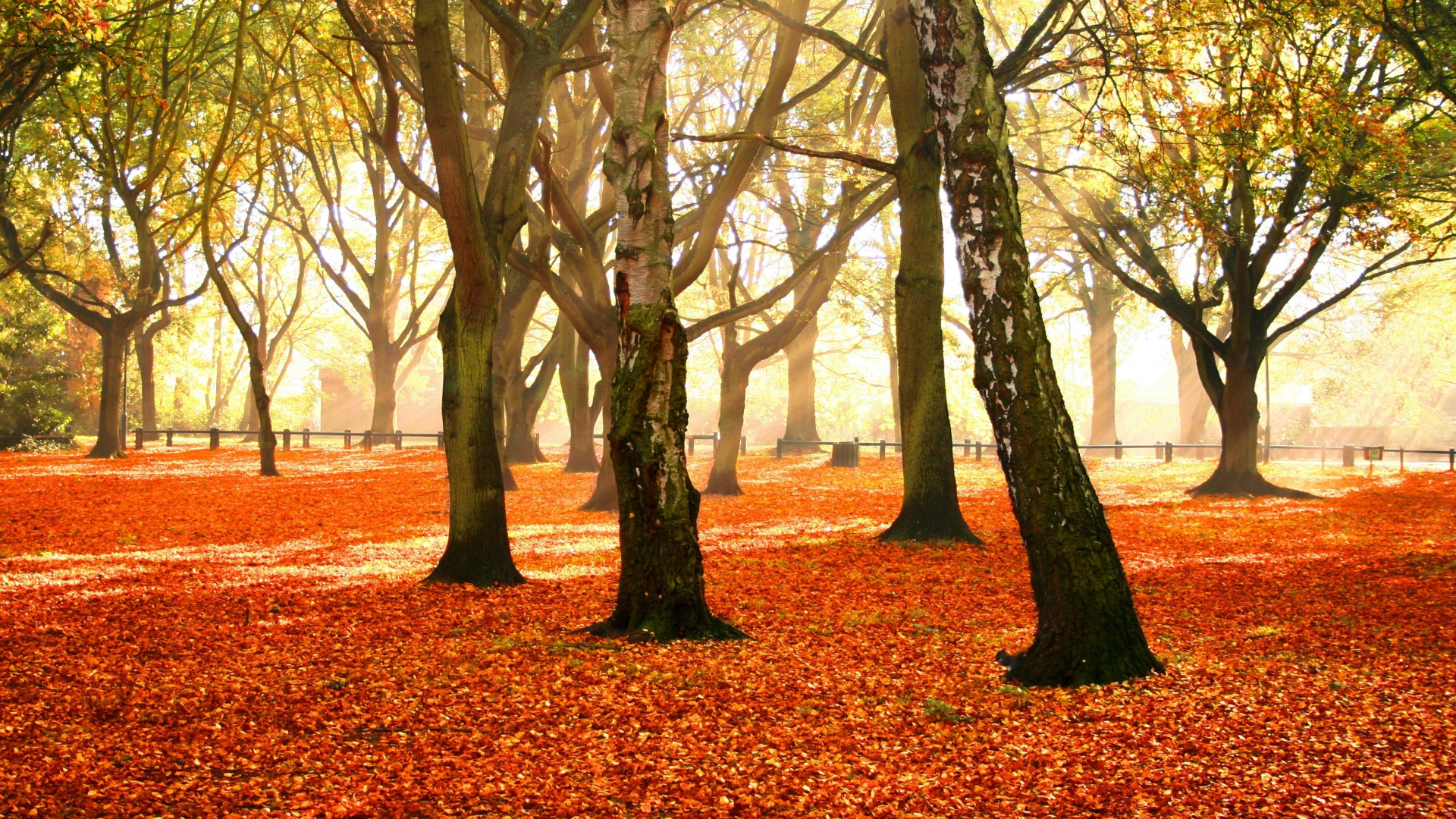 Обои дерево, природа, лист, листопадные, осень в разрешении 1920x1080