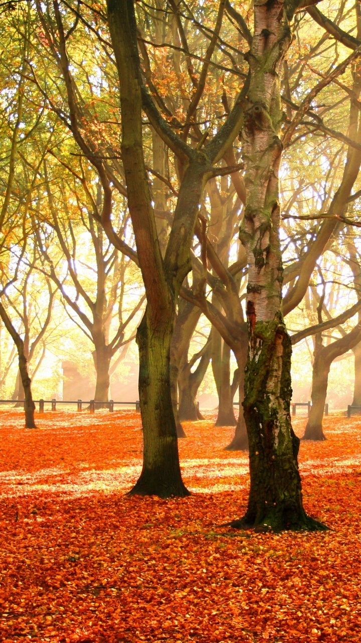 Обои дерево, природа, лист, листопадные, осень в разрешении 720x1280