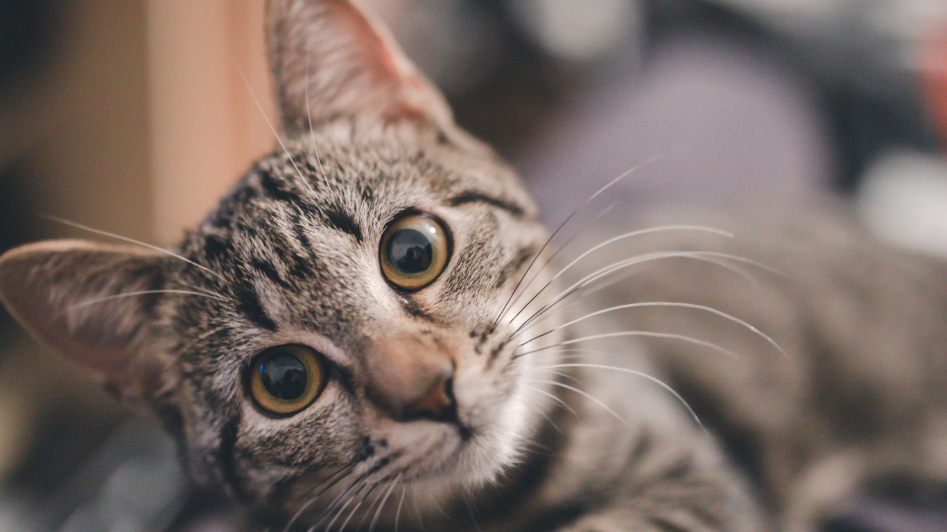 Обои полосатый кот, пес, котенок, ящик для мусора, кот в разрешении 1366x768