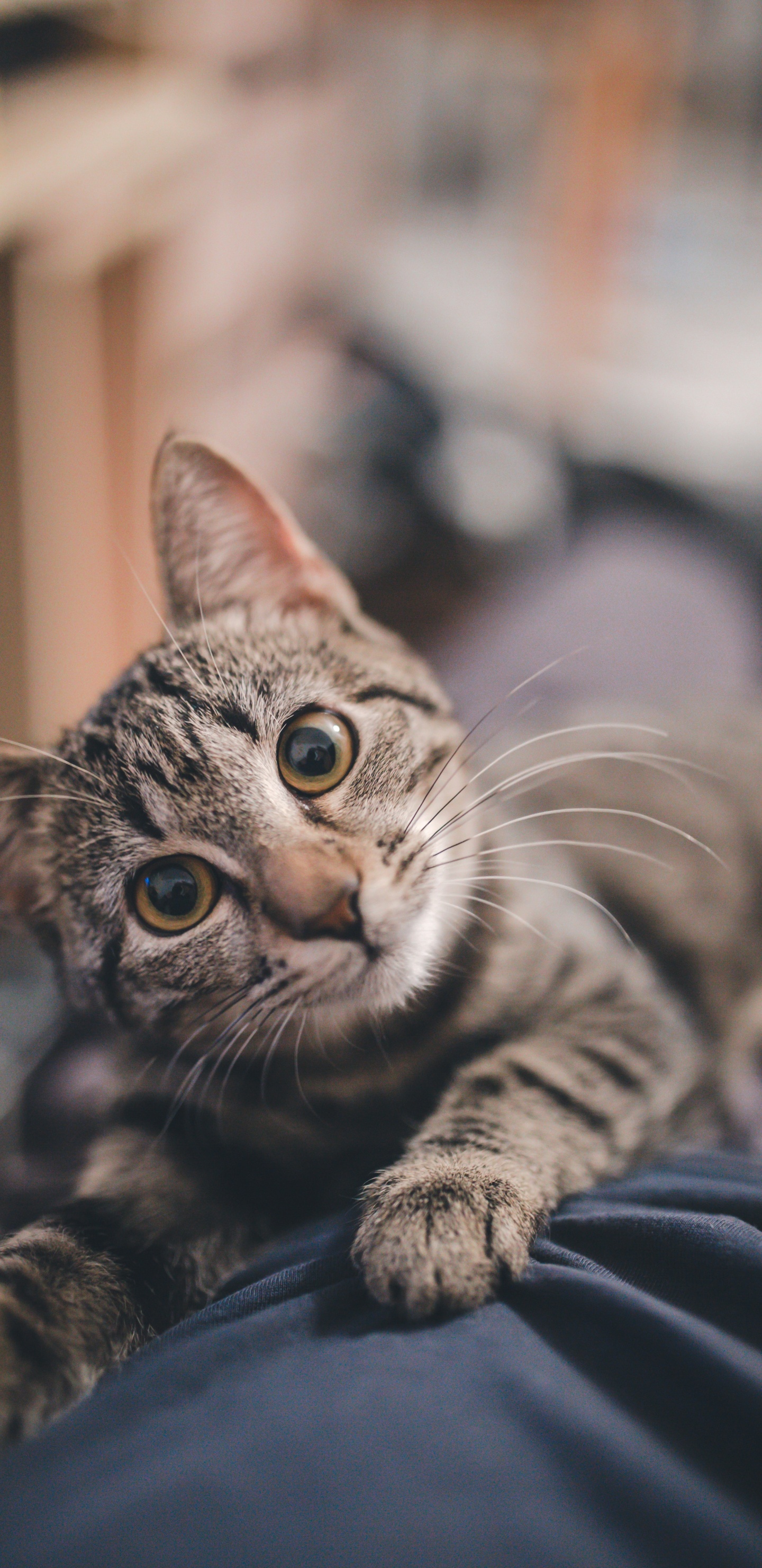 Обои полосатый кот, пес, котенок, ящик для мусора, кот в разрешении 1440x2960